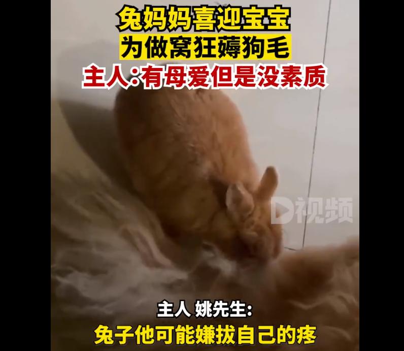 口袋妖怪修改器安卓版
