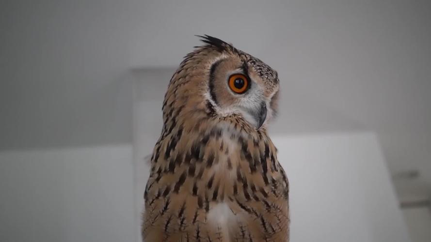 七猫科技