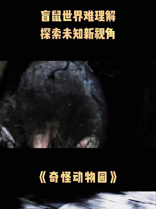 耗子破解在哪个论坛-探秘耗子破解论坛:互联网暗角地带的隐秘世界与踪迹难觅?(图1) 耗子破解在哪个论坛